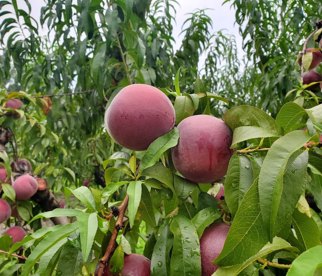 Brecknock Orchard 3
